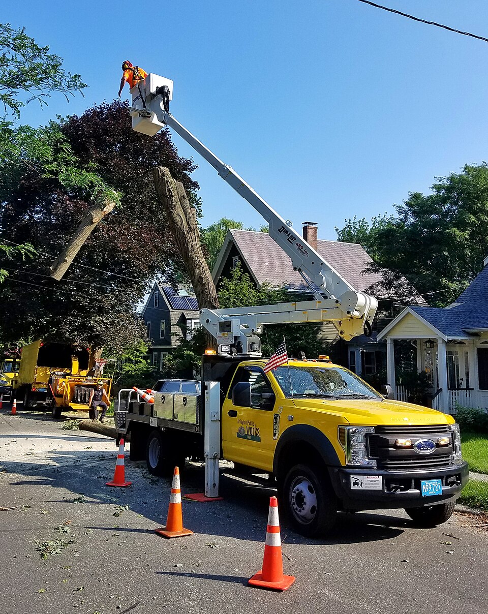 Tree Removal Tree Removal